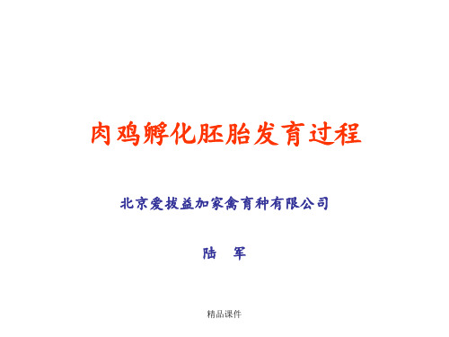 肉鸡孵化胚胎发育过程
