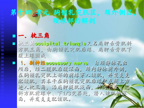 《胸锁乳突肌》PPT课件