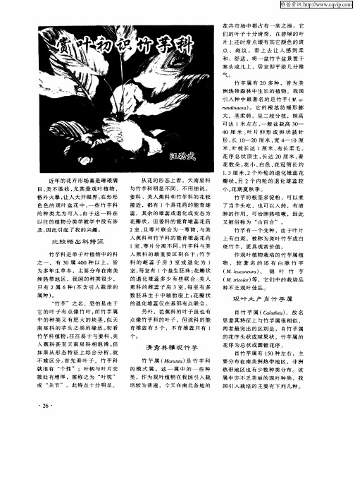 赏叶初识竹芋科