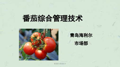 番茄综合管理技术课件