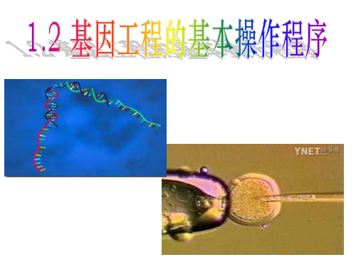 1.2 基因工程的基本操作程序