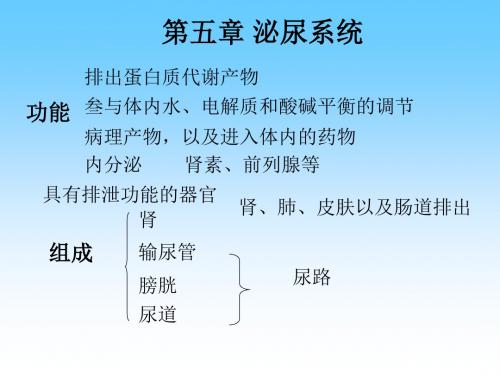 第二篇之泌尿生殖系统