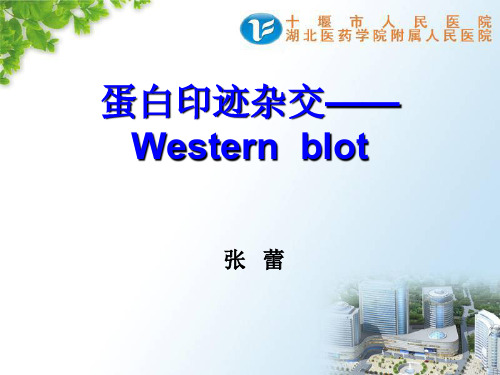 Westernblot操作流程ppt课件