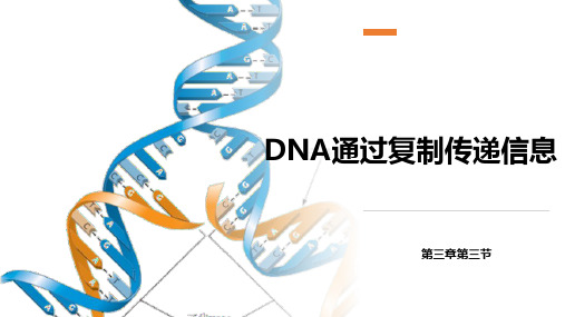 3.3+DNA通过复制传递信息+课件-2023-2024学年高一下学期生物浙科版(2019)必修2