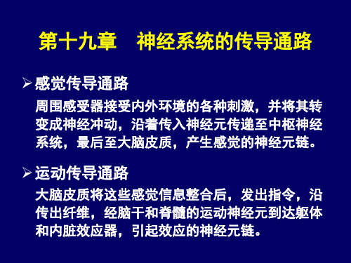 系统解剖学 第十九章  神经系统的传导通路 