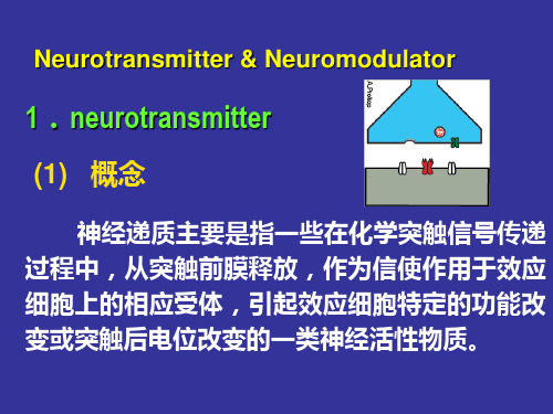 神经生物学重点