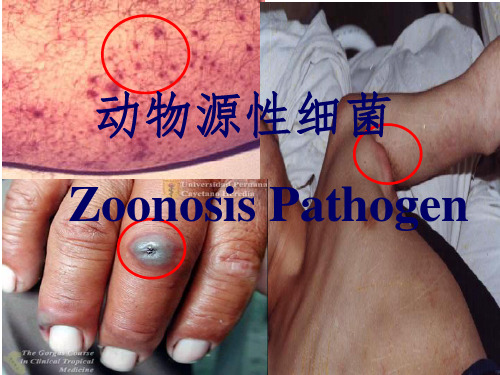 动物源性细菌ppt课件
