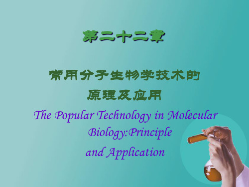 蛋白质的印迹分析Westernblotting