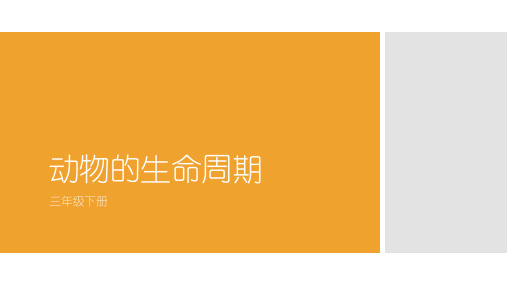 教科版三年级下册科学第二单元动物的生命周期蚕