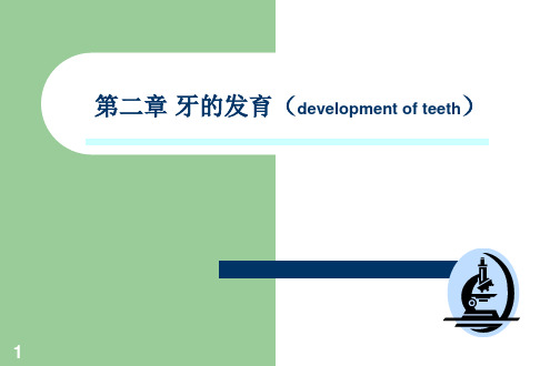牙的发育过程