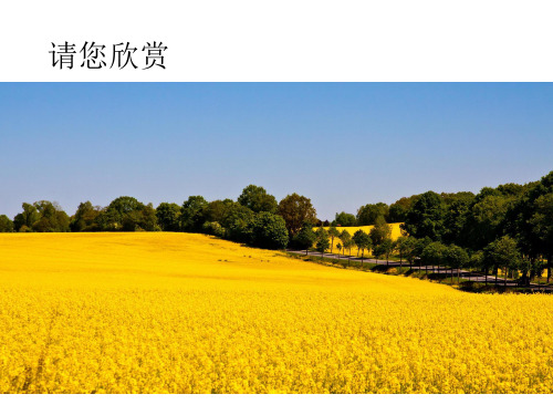 【教科版】油菜花开了ppt优秀课件1