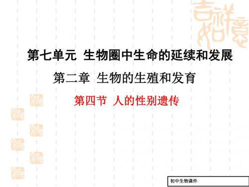 (人教版)八年级下生物：7.2.4-人的性别遗传ppt教学课件全集