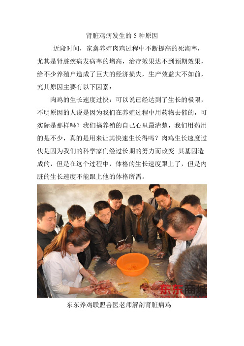 肾脏鸡病发生的5种原因