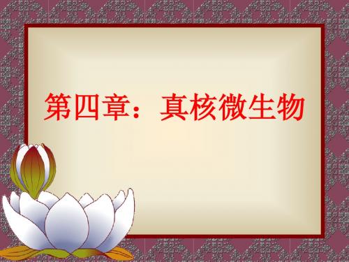 第四章真核微生物