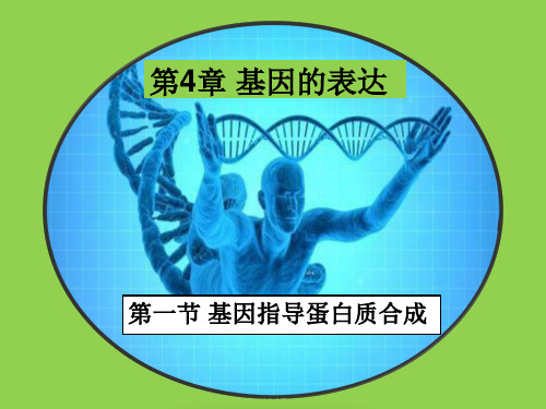 2-4-1基因指导蛋白质合成(含动画))
