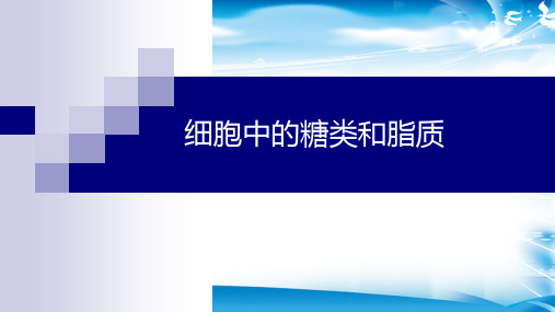 2.4细胞中的糖类和脂质(共21张PPT)(最新版推荐下载)
