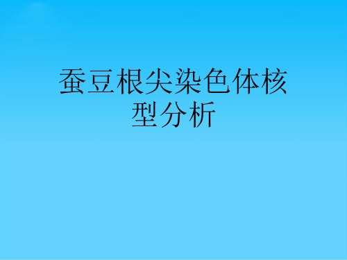 蚕豆根尖染色体核型分析