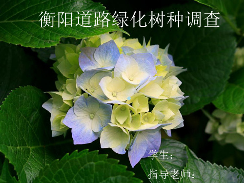 衡阳道路绿化树种调查答辩ppt