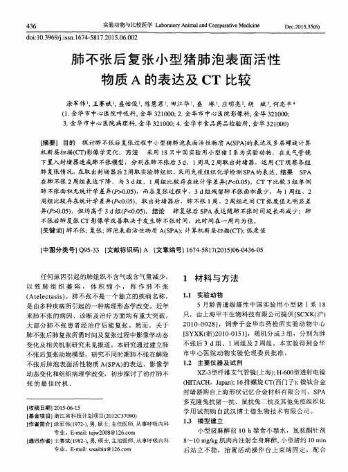肺不张后复张小型猪肺泡表面活性物质A的表达及CT比较
