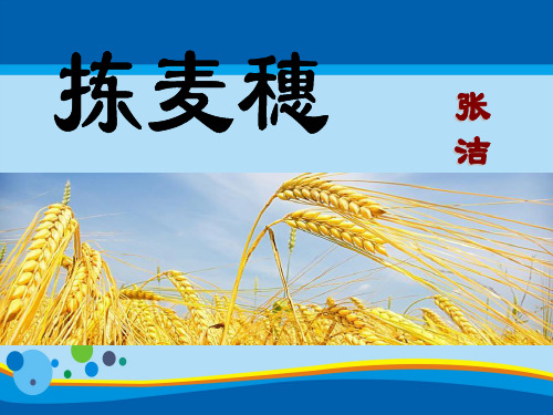 《拣麦穗》PPT【精选推荐课件】