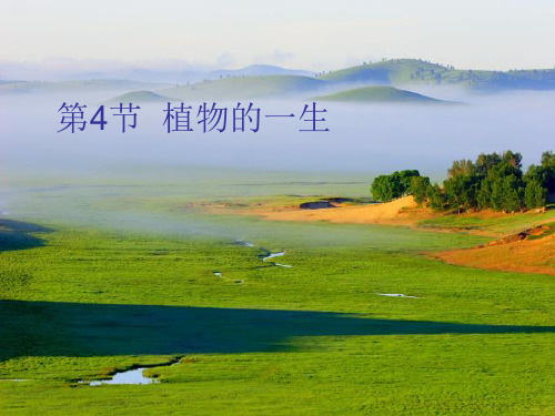 3第四节 植物的一生(第3课时)
