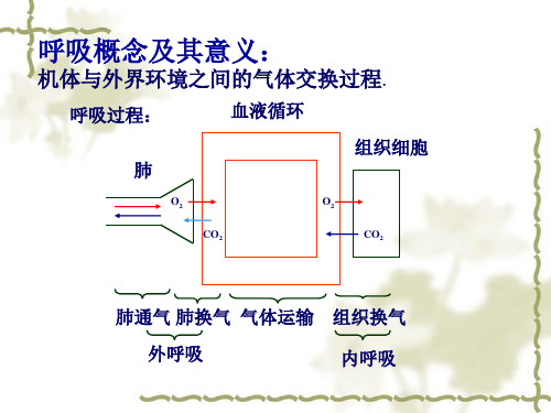 生理学_第四章_呼吸PPT幻灯片