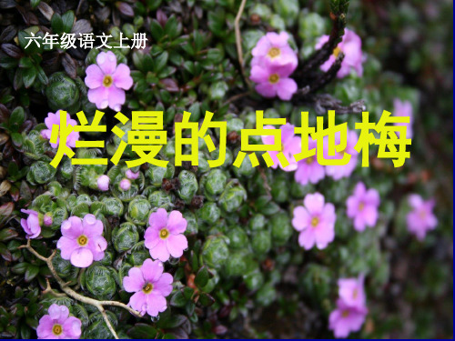 六年级语文上册《烂漫的点地梅》课件