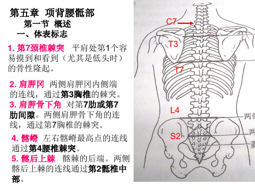 人体解剖学资料—项背腰骶部