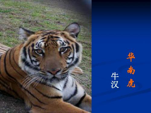 华南虎PPT25 人教版 (共30张PPT)