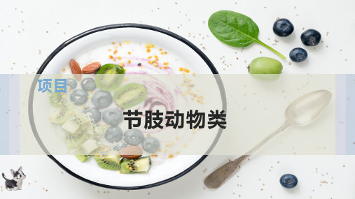 节肢动物类
