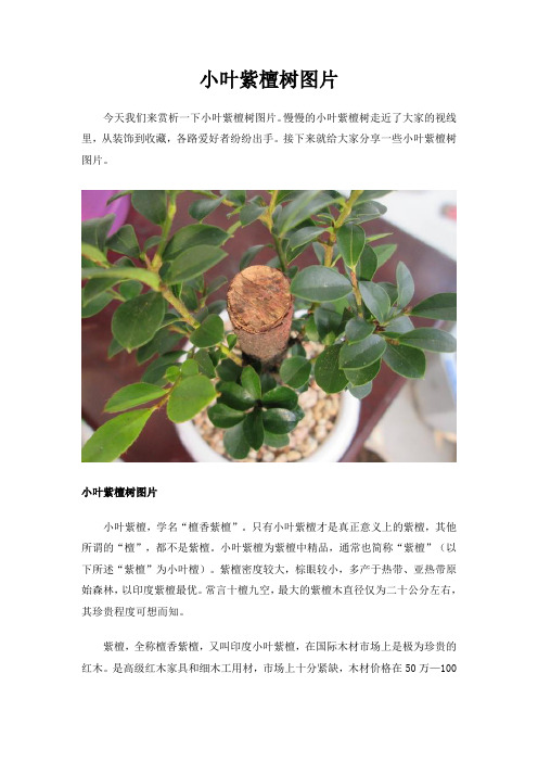 小叶紫檀树图片