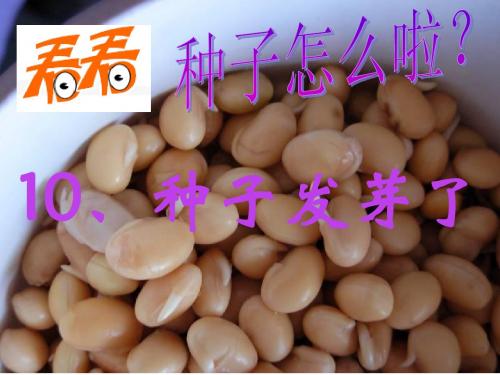种子发芽了