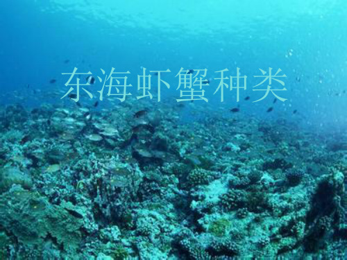东海虾蟹种类
