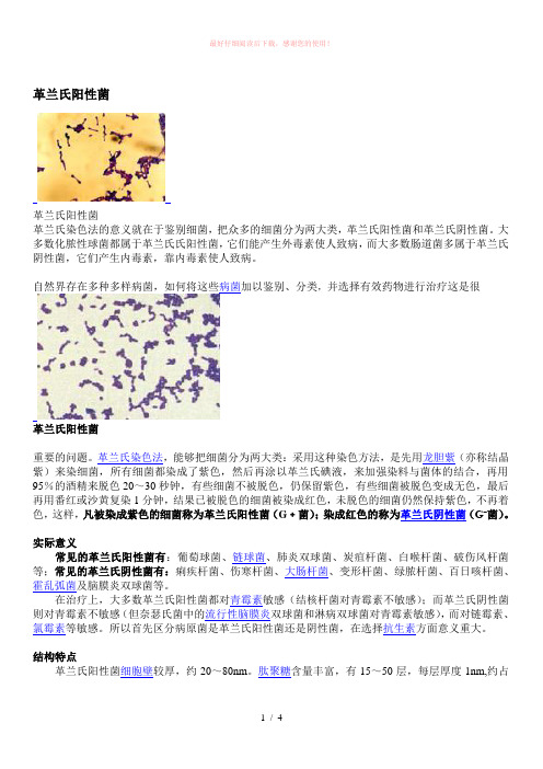 革兰氏阳性菌