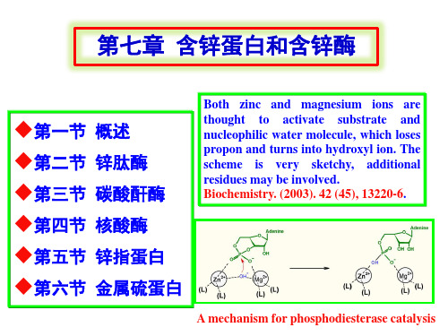 第七章 含锌蛋白和含锌酶