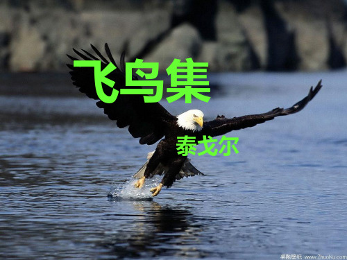 飞鸟集(节选).