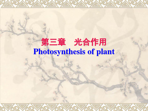 植物生理学 光合作用