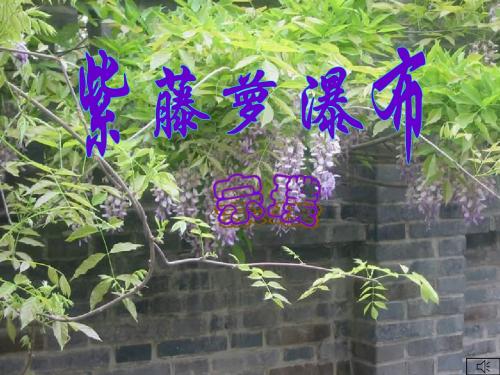 七年级语文紫藤萝瀑布2