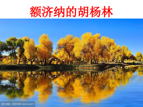 额济纳胡杨林