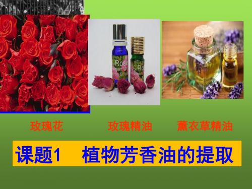 6.1使用植物芳香油的提取-(共52张PPT)