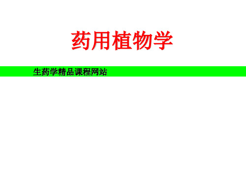 药用植物学——根 ppt课件