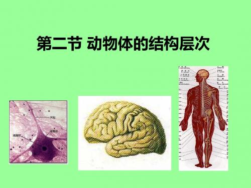 【初中生物】动物体的结构层次PPT课件41