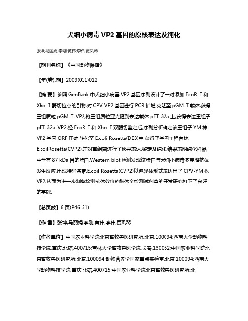 犬细小病毒VP2基因的原核表达及纯化