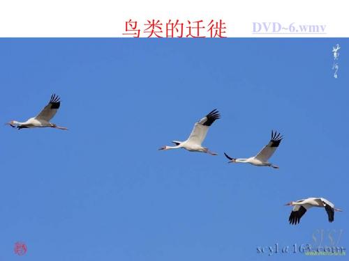 第一节动物的运动