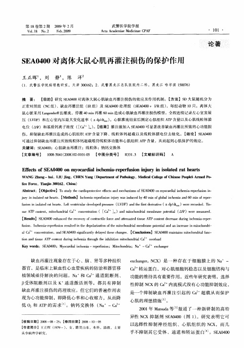 SEA0400对离体大鼠心肌再灌注损伤的保护作用