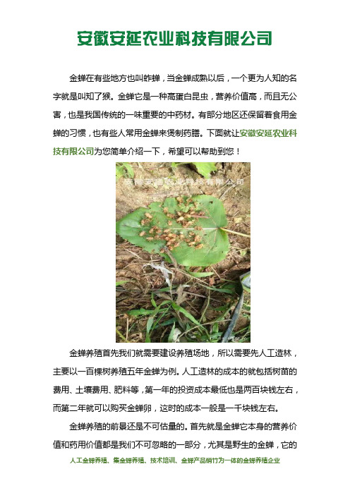 金蝉养殖收益