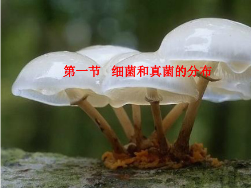 2013新人教版  细菌和真菌的分布