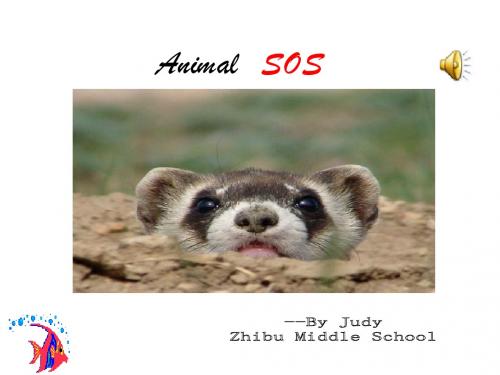 animal sos 上课版