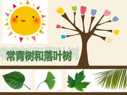 大班科学课件：常青树和落叶树——大班课件PPT