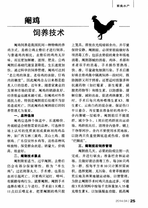 阉鸡饲养技术